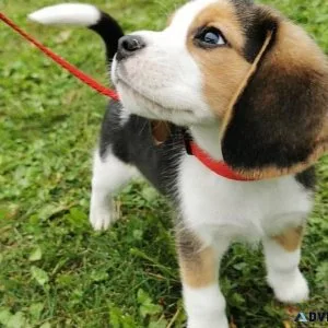 Beagle Puppies For Sale