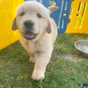 Golden retriever puppies