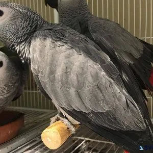 Hand reared African Grey parrots for sale