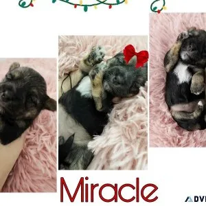 Morkie puppies for sale great price