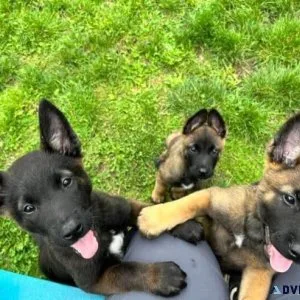 German shepherd puppies ready
