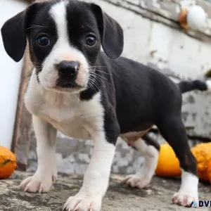 Roger Male Boglen Terrier