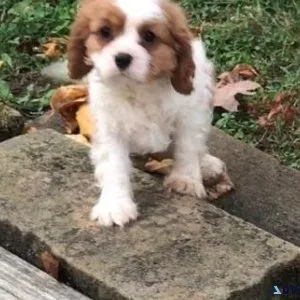 light Cavalier King Charles puppies