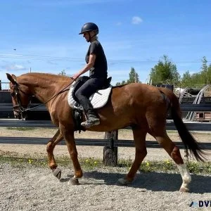 Beobou  Bob Horse for sale