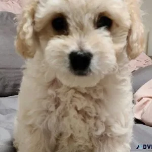 Maltipoo