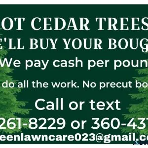 Cedar boughs