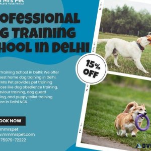 Professional Dog Training School in Delhi