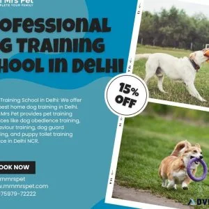 Professional Dog Training School in Delhi