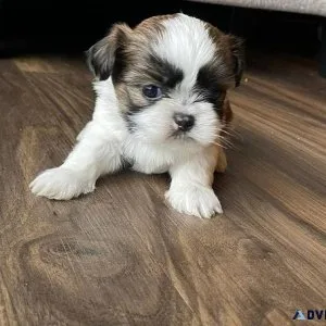 Affectionate Shih tzu puppies
