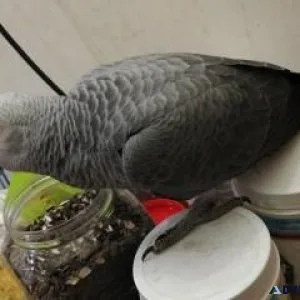 Congo African Grey Parrot Female