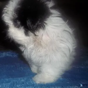 Blue Lavender Imperial Shih Tzu Puppies