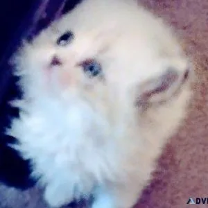 Gorgeous Persian Kittens
