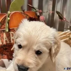Golden retriever Puppy AKC