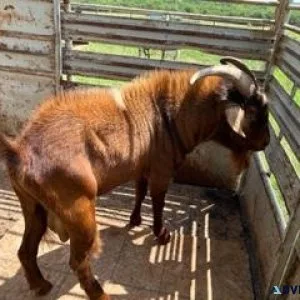 Doubled Registered DNA verified Kiko Breeder Buck