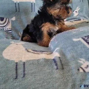 Puppies Available