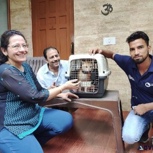Domestic Pet Transportation service in India