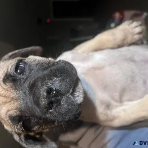 Cane corso puppies