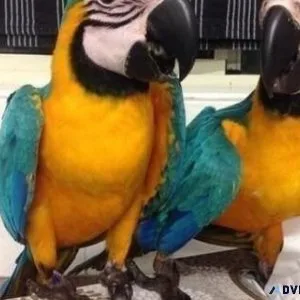 Well Tamed Blue and Gold Macaws for lovely homes.
