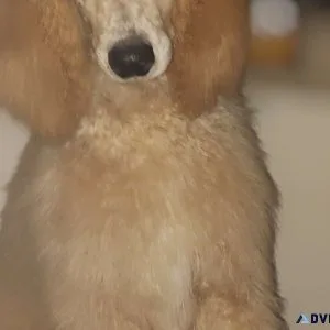 Standard Poodles