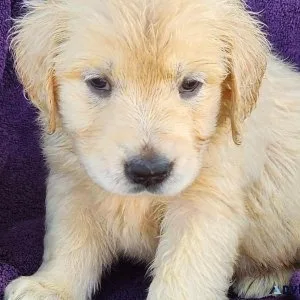 Golden Retriever Puppies