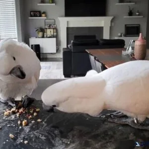 Bonded Pair Cockatoos for sale