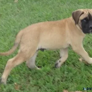 Well Socialized Bullmastiff puppies.