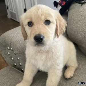 Golden Retriever puppies