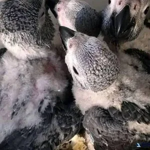 African grey parrots For Sale