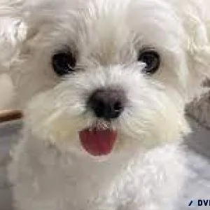 Tiny Maltese Puppies -Just 2 Lef