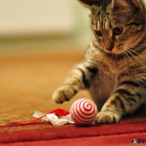 Buy Cat Accessories Online - 2023