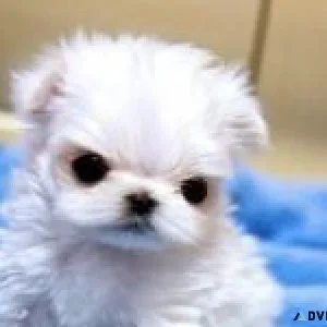 Micro Teacup Maltese Ack registered