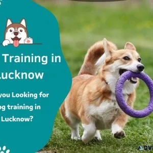 Dog Trainer in Lucknow