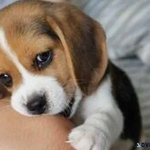 Beautiful Beagles puppies