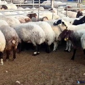 Awassi and Gissar (Fat tail sheep for sale)