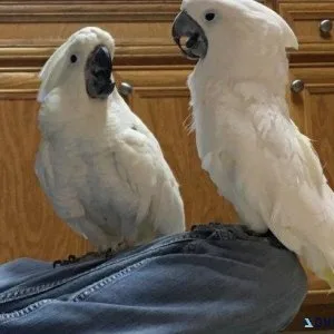 Well Socialized Cockatoos for sale.