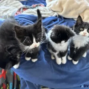 Maine Coon kittens