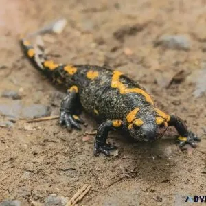 What Should I Feed My Salamander - Vet Clinic in Ledgeview WI
