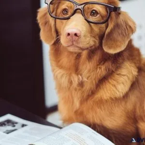 Feature Your Pet Business Free