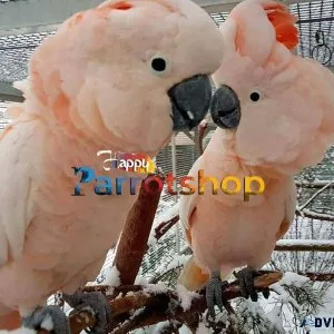 Outstanding Cockatoo Parrot for Adoption