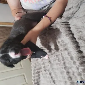 Beautiful Pitbull Puppies