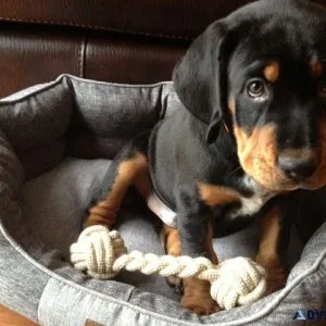 AKC Black and Tan Coonhound puppies 3 boys and 2 girls