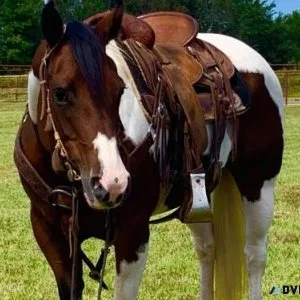 Gentle and Gorgeous eye catcher. 2017 Paint horse 14.3hh.