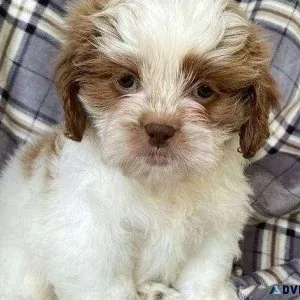 Adorable Shih Tzu Puppies Available for Adoption