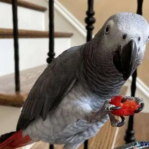 Well Socialized African Grey Parrots for sale