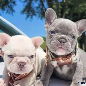 AKC Healthy French Bulldog Puppies