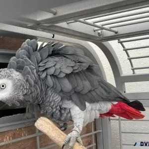 African Grey Congo Fully Tame Parrots