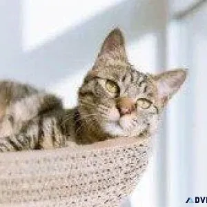Adopting A Senior Cat - Vet in Southeast Denver CO