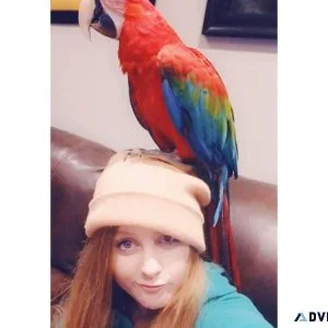 GREEN-WINGED MACAW FOR SALE.