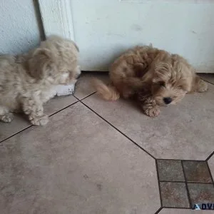 Miniature cockapoos