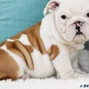 Pure Bred English Bulldog puppies for sale